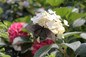 White Little Quick Fire Hydrangea Flower With Butterfly