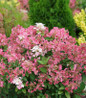 Little Quick Fire Panicle Hydrangea flowering habit