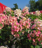Little Quick Fire Panicle Hydrangea pink flowers