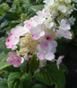 Little Quick Fire Panicle Hydrangea white blooms