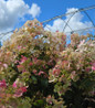Pinky Winky® Hydrangea landscape garden display
