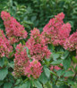Pinky Winky® Hydrangea rich pink blooms