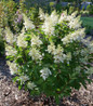 Pinky Winky® Hydrangea massive white panicles
