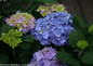 Let's Dance Rhythmic Blue Hydrangea Foliage and Flowers