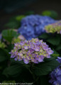 Let's Dance Rhythmic Blue Hydrangea Side View