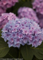 Purple Let's Dance Rhythmic Blue Hydrangea Bloom