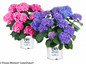 Let's Dance Rhythmic Blue Hydrangea in Branded Pots