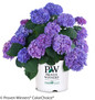 Let's Dance Rhythmic Blue Hydrangea in Branded Pot