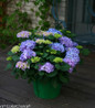Hydrangea garden landscape display
