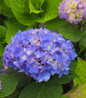Hydrangea close blue flowers