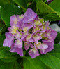Hydrangea geometric flower clusters