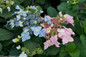 Tuff Stuff Ah Ha Hydrangea Bush With Pink and Blue Flowers