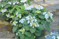 Small Tuff Stuff Ah Ha Hydrangea Shrub With Blue Flowers