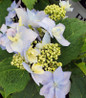 Tuff Stuff Ah-Ha Reblooming Mountain Hydrangea blue flowers