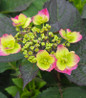 Tuff Stuff Mountain Hydrangea reblooming habit