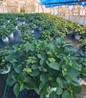 Tuff Stuff Mountain Hydrangea nursery container plant