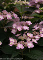 Pink Tiny Tuff Stuff Hydrangea Flowers