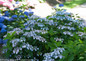 Tiny Tuff Stuff Hydrangea Shrub with Blue Flowers