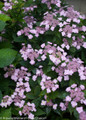 Purple Tiny Tuff Stuff Hydrangea Flowers