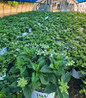 Tiny Tuff Stuff Mountain Hydrangea in landscape