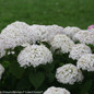 Invincibelle Wee White Hydrangea Flowers