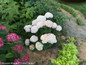 Invincibelle Wee White Hydrangea Bush With White Flowers