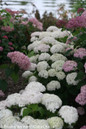 Invincibelle Wee White Hydrangea Flowers