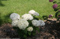 Small Invincibelle Wee White Hydrangea Shrub With Large Flowers