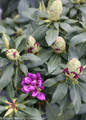 Dandy Man Purple Rhododendron Flower Buds