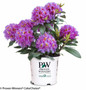 Dandy Man Purple Rhododendron in Proven Winners Pot