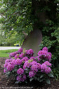 Dandy Man Purple Rhododendron Shrub Under Tree