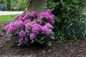 Dandy Man Purple Rhododendron Bush Covered in Flowers