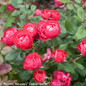 Oso Easy Double Red Rose Flowers and Leaves