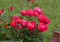 Oso Easy Double Red Rose Shrub Branch Covered in Blooms