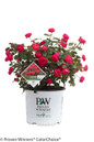 Oso Easy Double Red Rose in Proven Winners Pot