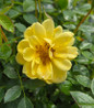 Oso Easy Lemon Zest Rose yellow bloom close-up