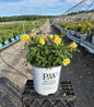 Oso Easy Lemon Zest Rose nursery container plant