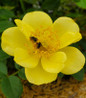 Oso Easy Lemon Zest Rose flowering shrub