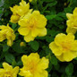 Oso Easy Lemon Zest Rose canary yellow flowers