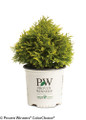 Annas Magic Ball Arborvitae in Proven Winners Pot