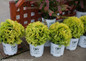 3 Gallon Annas Magic Ball Arborvitae Shrubs