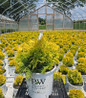 Anna's Magic Ball Arborvitae #2 container