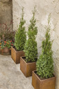North Pole Arborvitae growing in wooden planters