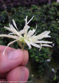 Holding a Jazz Hands Dwarf White Loropetalum Flower