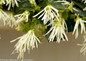 Jazz Hands Dwarf White Loropetalum Flowers Close Up