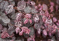 Jazz Hands® Variegated Loropetalum