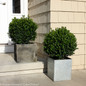 Trimmed Sprinter Boxwood Shrubs in Square Planters