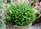 Sprinter Boxwood Foliage