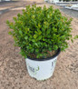 Sprinter Boxwood in pot