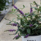 Lo and Behold Blue Chip Jr Butterfly Bush Foliage and Leaves